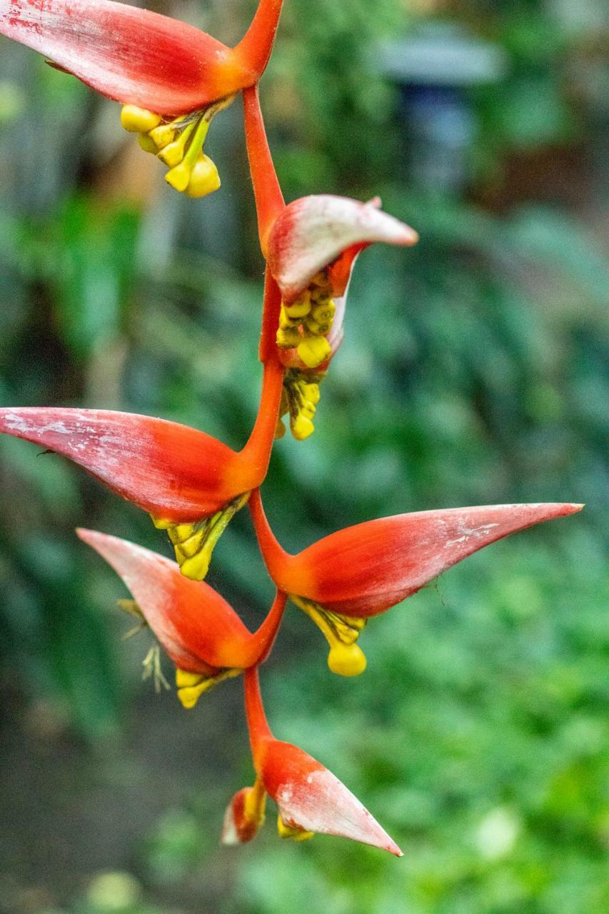 Hotel Arbol De Fuego サンサルバドル エクステリア 写真